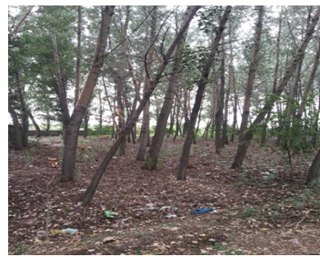 1̖ ɽǧɽ^h悌O´弯wʹÙ