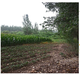 3̖  ɽǧɽ^ꖚ悌O´弯wʹÙ2̎